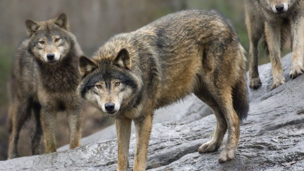 Wolves at a zoo in Stockholm, Sweden. Growing wild populations have prompted the EU to rethink their protected status.