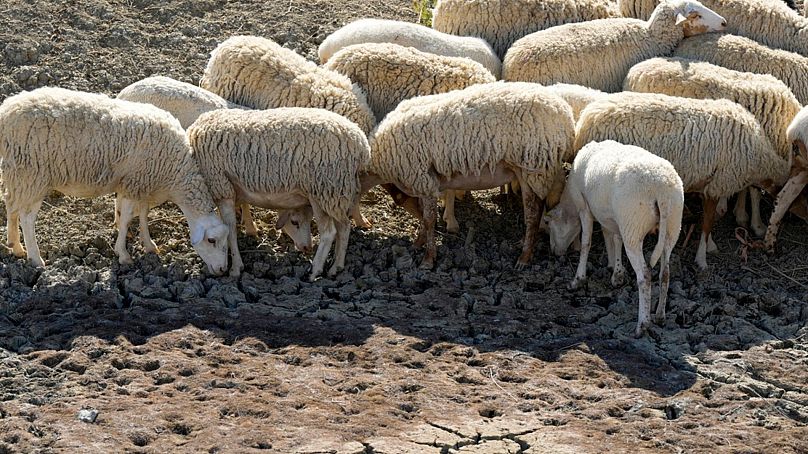 Des moutons cherchent de l'eau dans un étang sec utilisé par les fermes locales pour leur bétail, à Contrada Chiapparia, près de la ville de Caltanissetta, dans le centre de la Sicile, en Italie, le vendredi 19 juillet 202