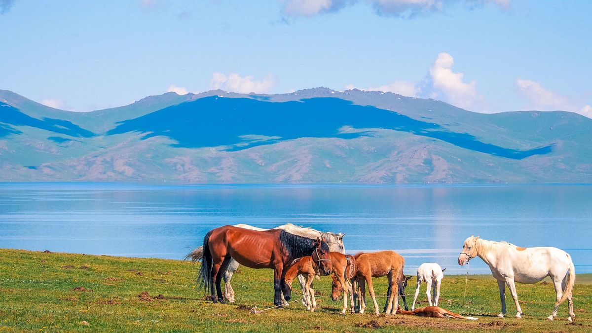 Horses grazing in front of a lake in Kyrgyzstan