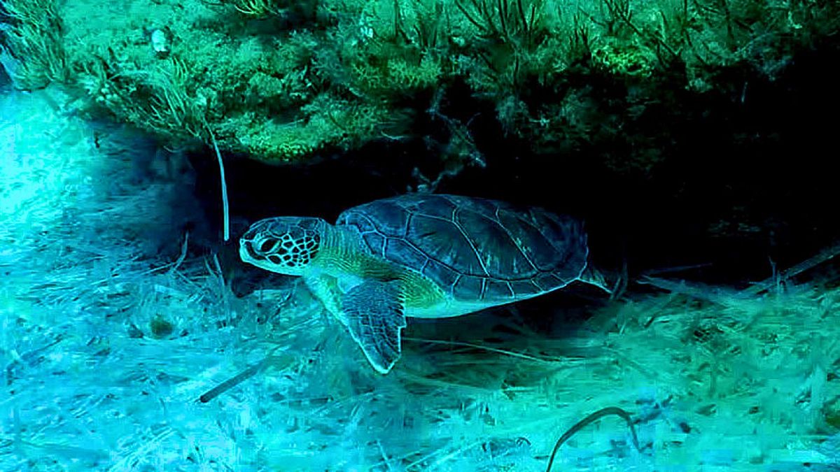 A turtle in the sea, by Akrotiri, British base area near the coastal city of Limassol, Cyprus.