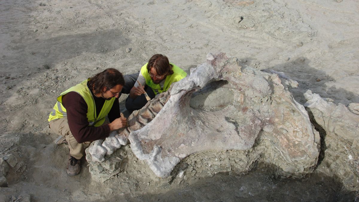 Process of extracting part of the remains of Qunkasaura during the excavation at Lo Hueco in 2007