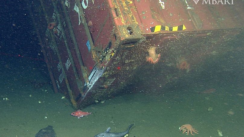 Fish and other sea life around a shipping container lost from the cargo vessel Med Taipei during a storm in February 2004.