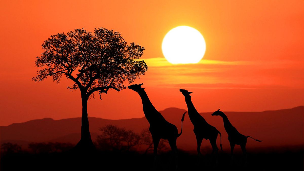 Kenya is known for its wildlife safaris and beaches.