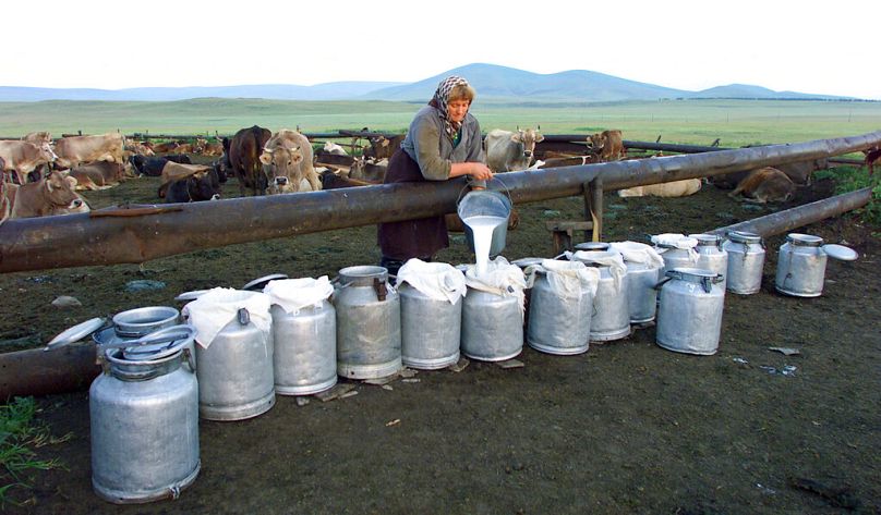 Natasha Pryamorukova collecte du lait dans un village de Gorelovka, à environ 250 kilomètres (150 miles) au sud de la capitale géorgienne Tbilissi, le 31 juillet 2005.