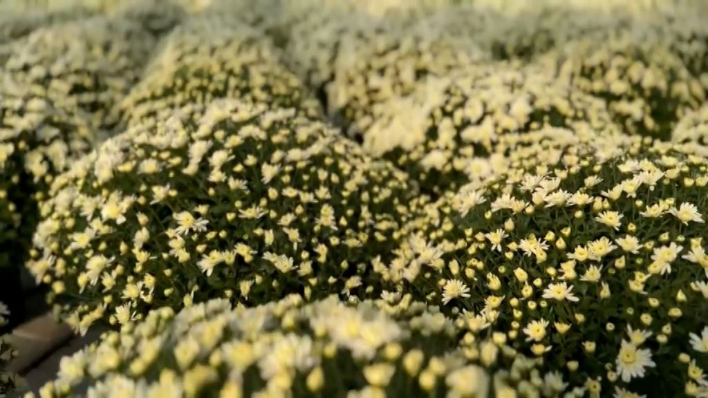 Hundreds of thousands of flowers will embellish the city center for this big holiday