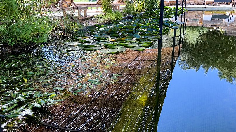 La piscine naturelle de Can Buch, où les touristes nagent avec les grenouilles