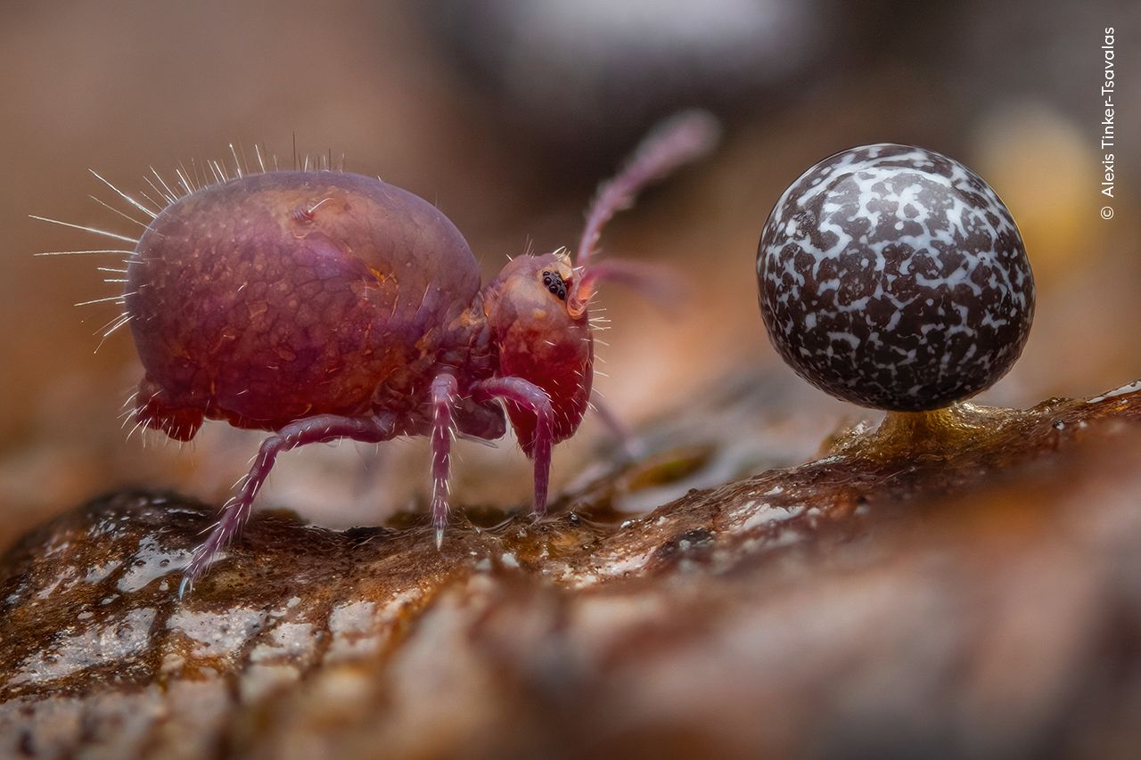 « Life Under Dead Wood » utilise une technique appelée focus stacking, combinant 36 images, chacune avec une zone de mise au point différente.