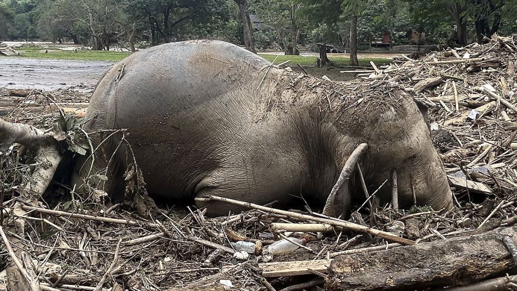 The body of an elephant lies among floodwater debris in Chiang Mai province.