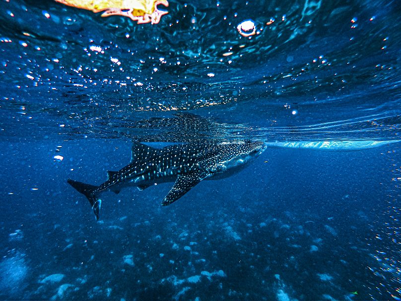 Un requin baleine nage près de la surface de l'océan