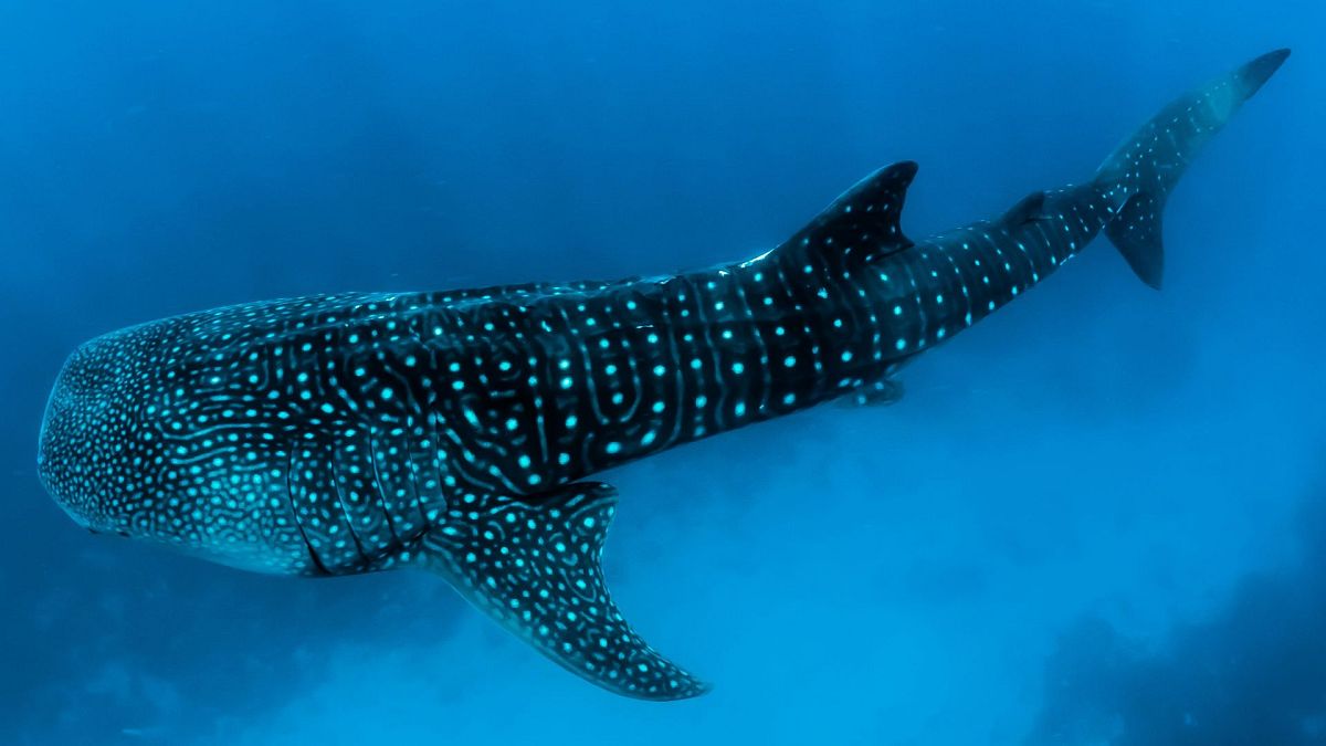 Close-up of a whale shark, the world