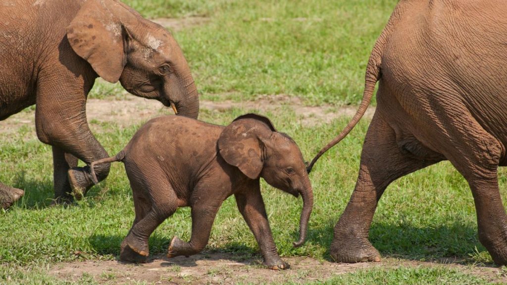 An African Forest elephant calf with family in Dzanga-Ndoki National Park, Central African Republic.