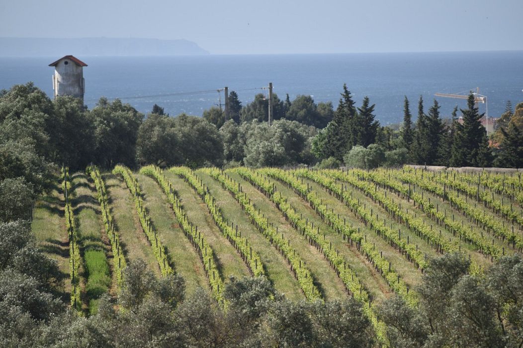 Les températures dans les vignobles de Villa Oeiras sont modérées par l’océan Atlantique