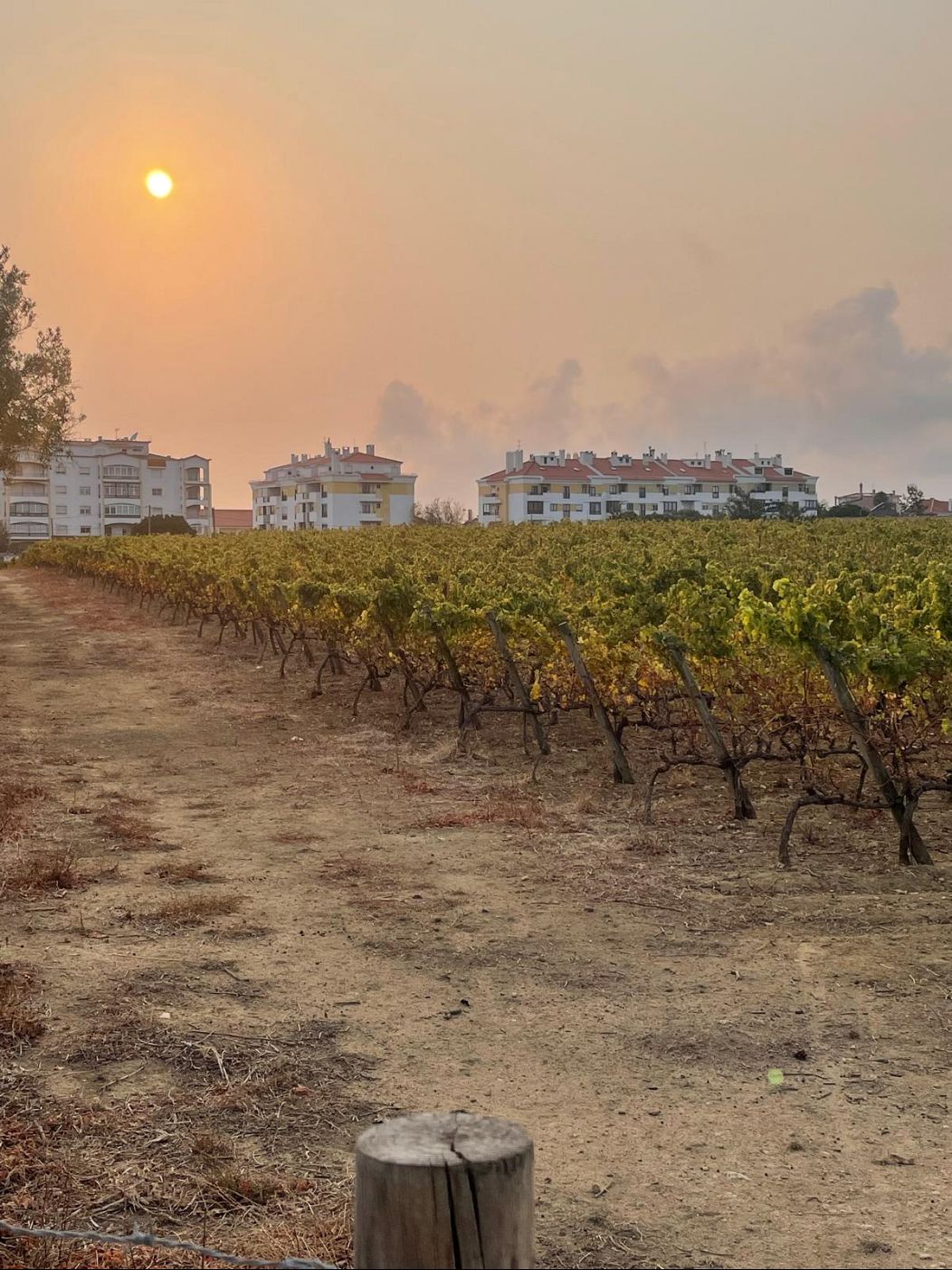 Vignoble de Carcavelos à Oeiras