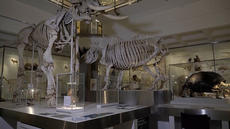 Plan large de Jack Ashby se promenant dans le musée de zoologie de Cambridge