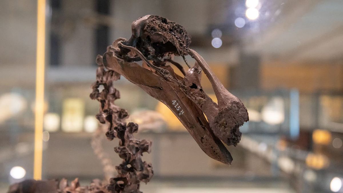 A museum in Cambridge is giving the extinct dodo a new voice