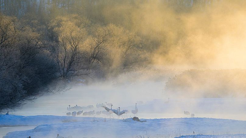 Un ballet de grues japonaises à Hokkaido.