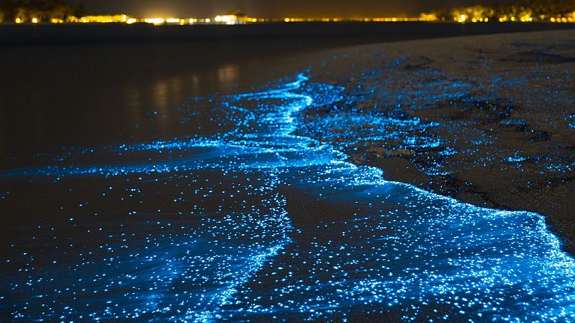 Plancton bioluminescent en Floride.