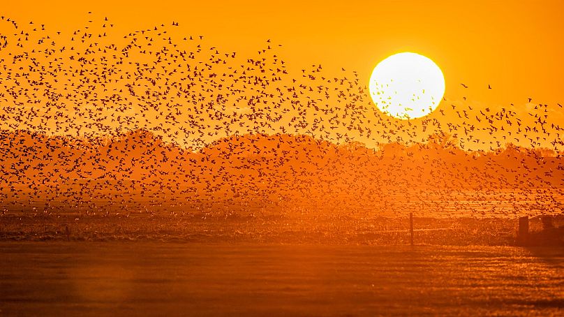 Murmure des étourneaux du Soleil noir, Danemark.