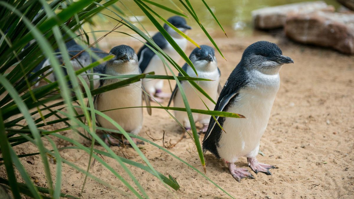 Watch the penguins parade on Phillip Island near Melbourne, Australia.