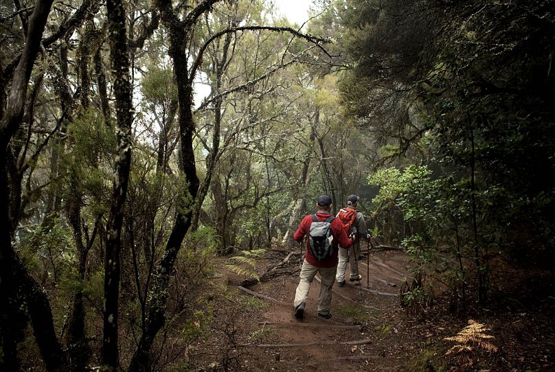 Parc National de Garajonay, Forêt de Cèdres, La Gomera