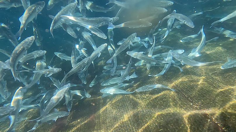 Le bar prospère dans une eau à environ 26 degrés Celsius