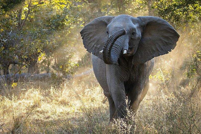 Le parc national de Hwange au Zimbabwe est l'une des étapes de cette aventure épique