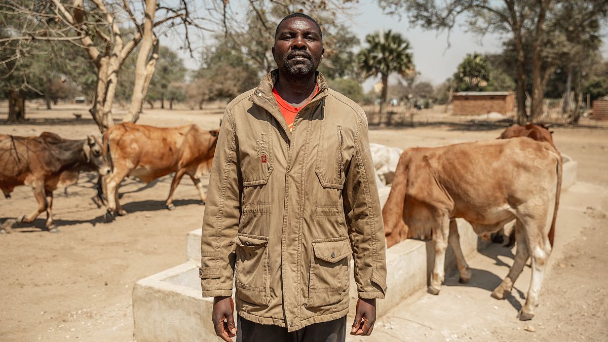 Mugabe and his cattle in the community of Nteme on September 13, 2024 in Monze District, Zambia.