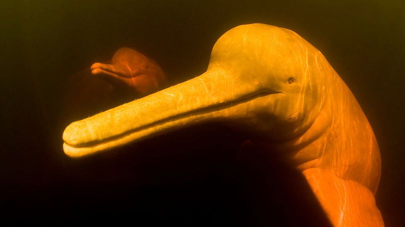 Un dauphin rose de la rivière Amazone à Rio Negro, au Brésil, dans une rivière riche en tanins.