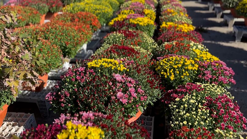 Des centaines de milliers de fleurs embelliront le centre-ville pour cette grande fête