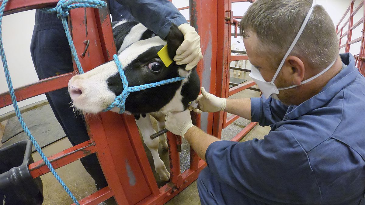 An animal caretaker collects a blood sample from a dairy calf vaccinated against bird flu in a containment building in the US.