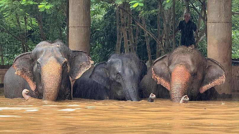 Des éléphants coincés dans la montée des eaux de crue dans le parc de la province de Chiang Mai, en Thaïlande.