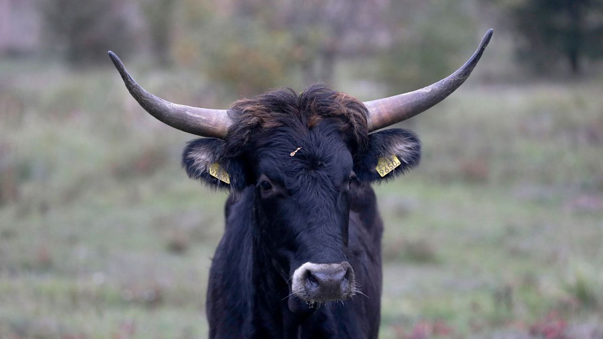 A Tauros, similar to those that will be reintroduced by 2026 in the Scottish Highlands, walks in an enclosure in the Czech Republic, on 13 October 2015.