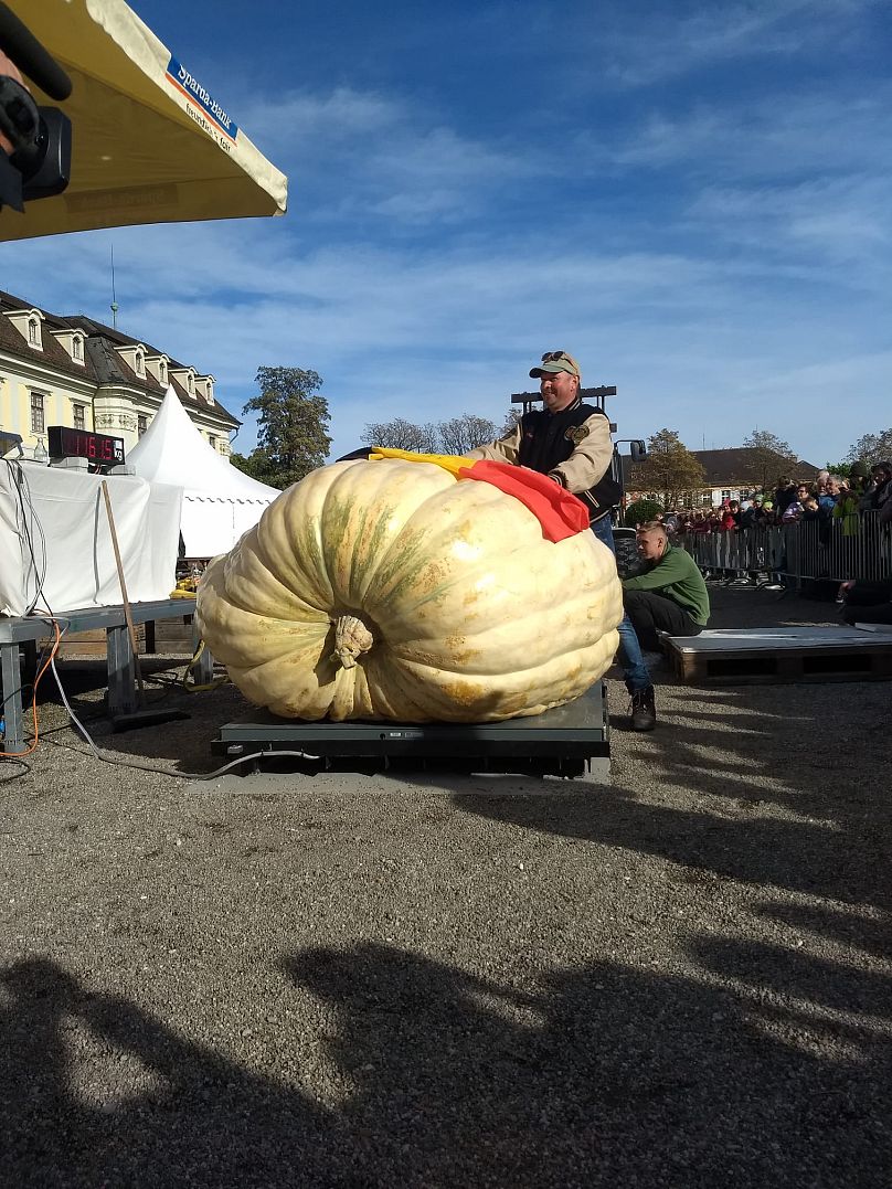 Photographié ici en Belgique, Mario a remporté le premier prix du Championnat d'Europe de citrouilles la semaine dernière.