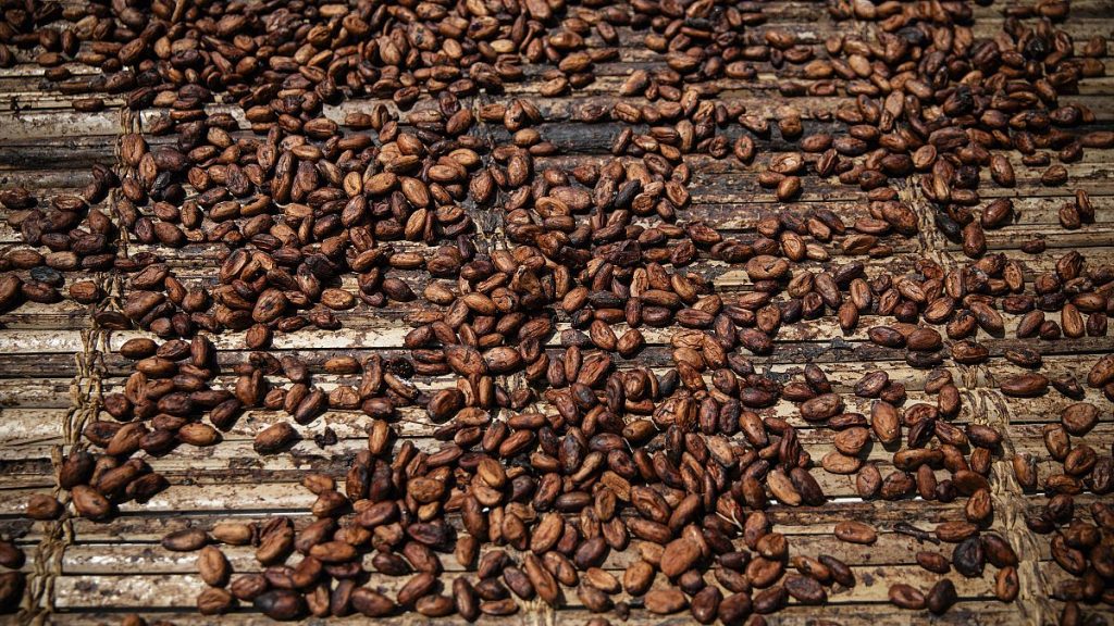 Cocoa is one of the main products covered by EU regulations against deforestation