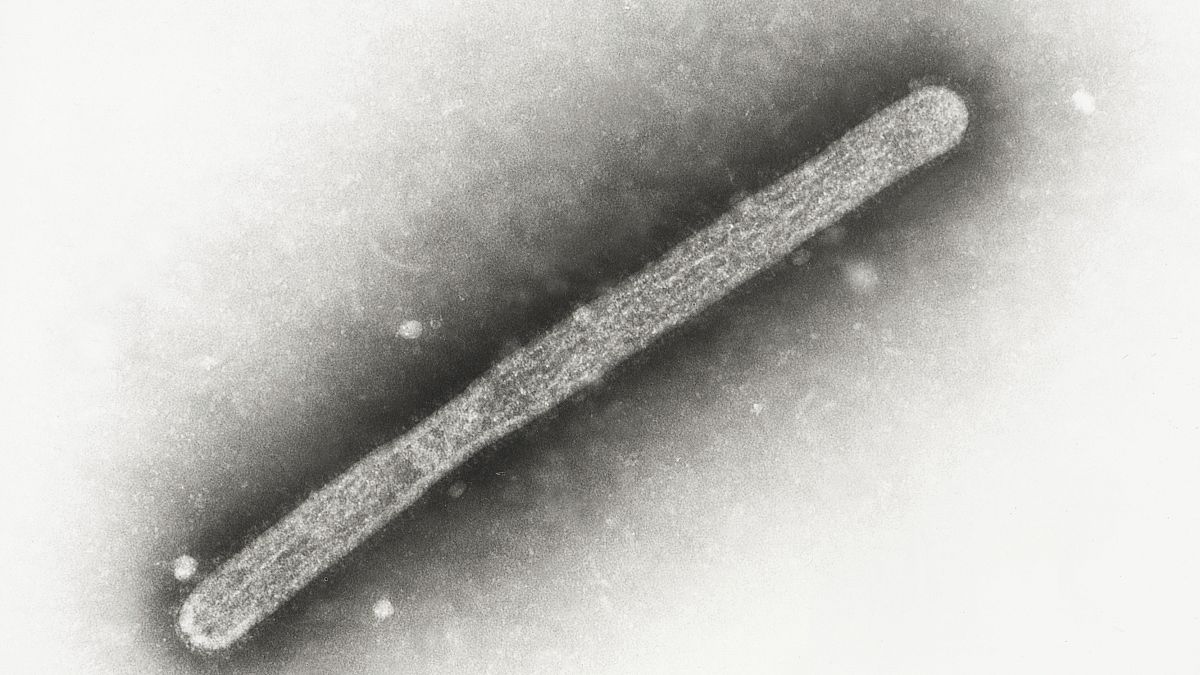 FILE - This 2005 electron microscope image shows an avian influenza A H5N1 virion.