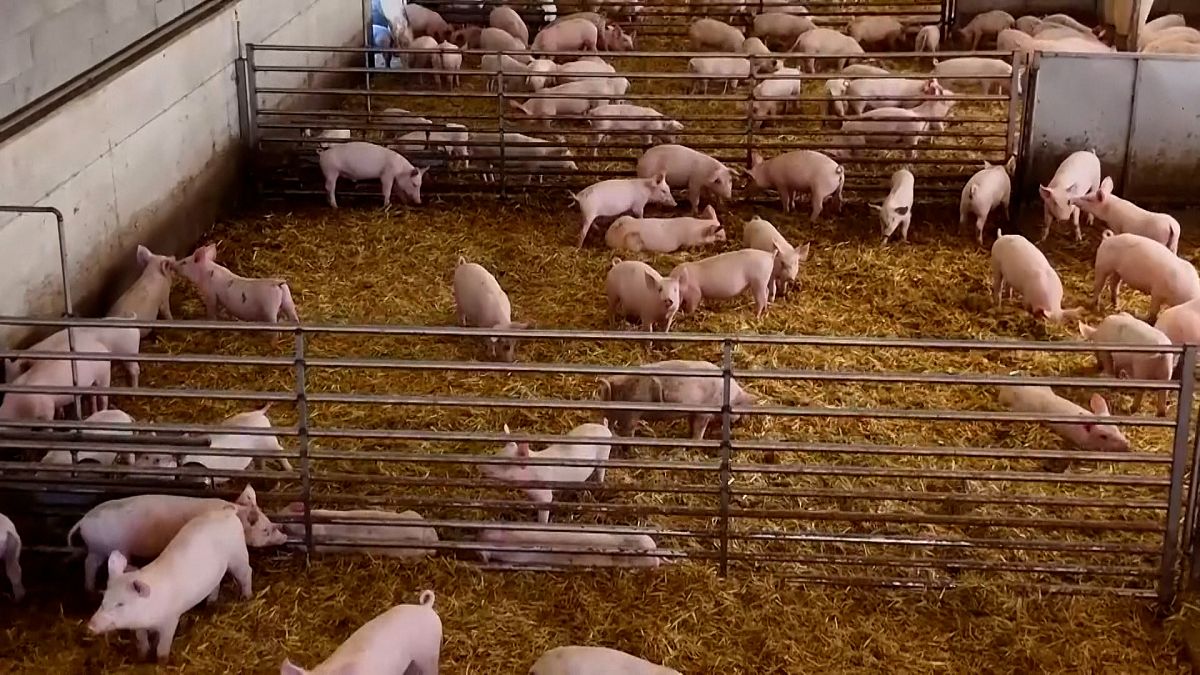 Swine fever sweeps Italy