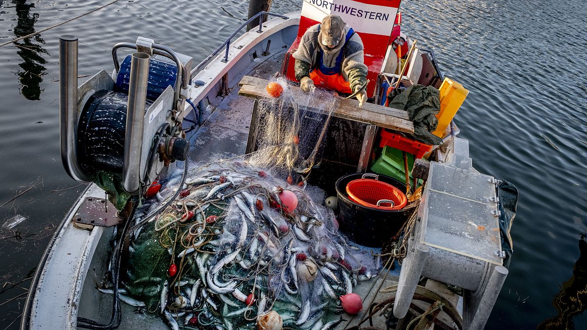 Only fishing opportunities for herring will increase significantly—up to 108% in the Central Baltic— after fisheries minister clinched a deal on Baltic fish quotas for 2025.