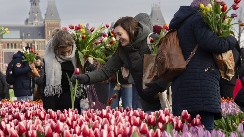 Tulip lovers pick free tulips on National Tulip Day in Amsterdam