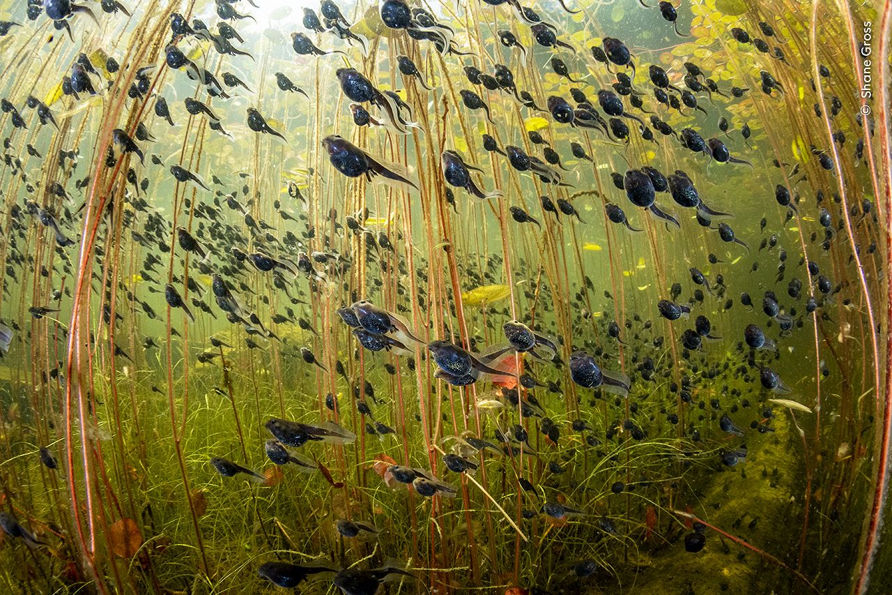 « L'essaim de vie » met en lumière le monde sous-marin magique des têtards de crapauds occidentaux.