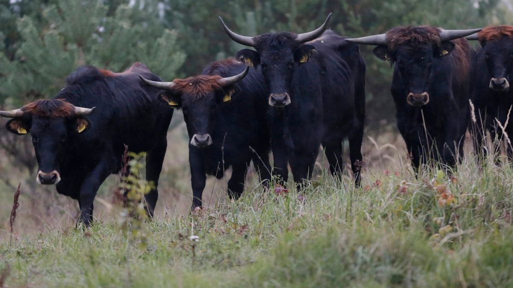 A small herd of Tauros, similar to those that will be reintroduced by 2026 in the Scottish Highlands, walk in an enclosure in the Czech Republic, on Tuesday, October 13, 2015.