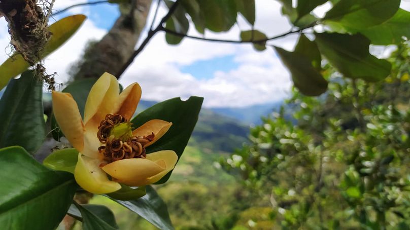 Magnolia polyhypsophylla en Colombie. 