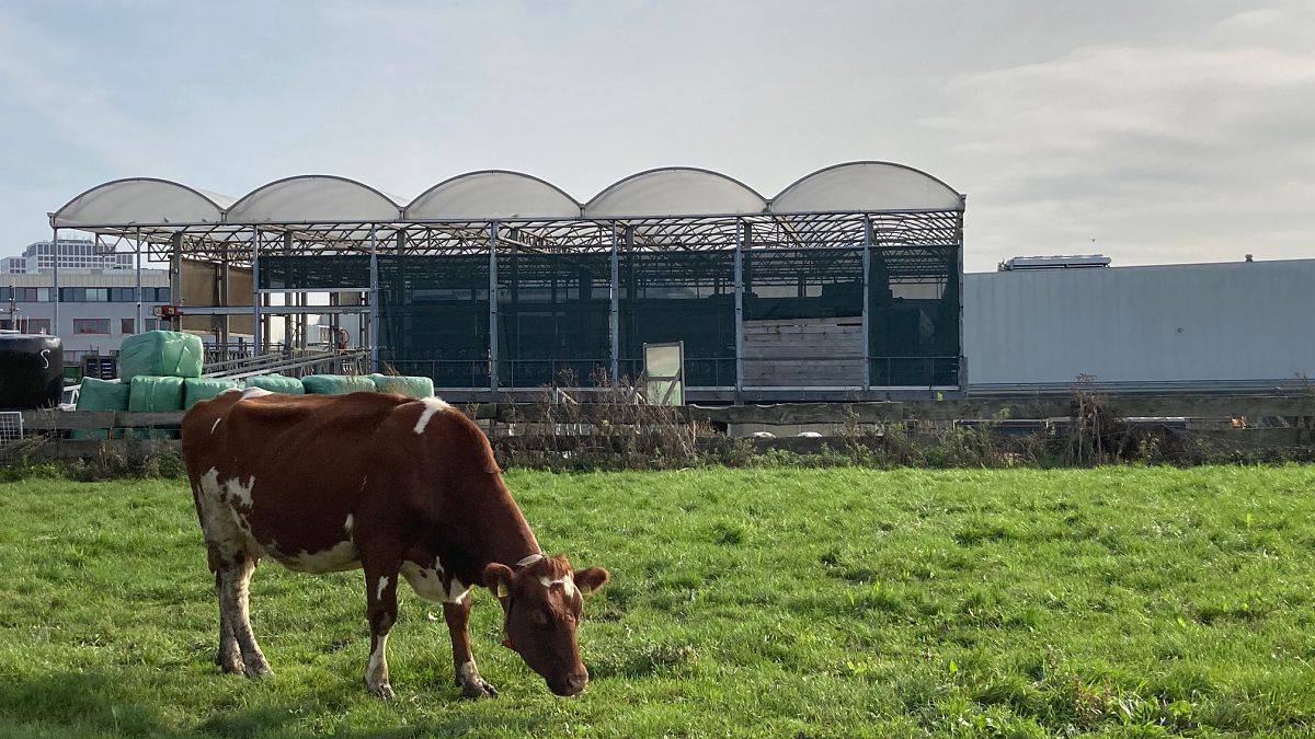 A floating farm in the port of Rotterdam.