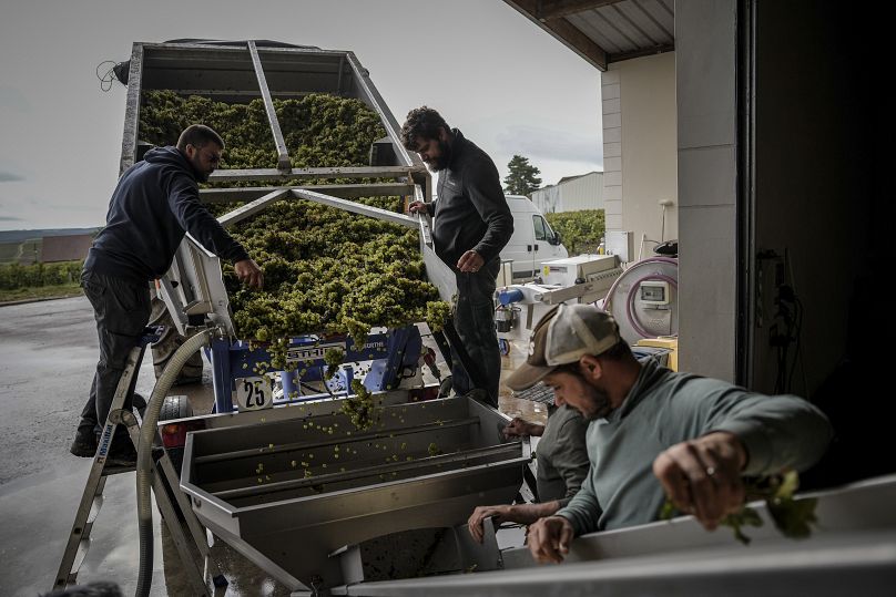 Les vendangeurs trient et amènent les raisins de Chardonnay au pressoir au Domaine Lavantureux, à Chablis, en Bourgogne, France, en septembre 2024.