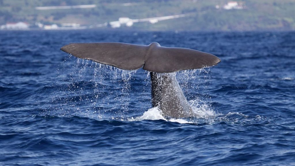 The Azores is now home to Europe’s largest Marine Protected Area network.