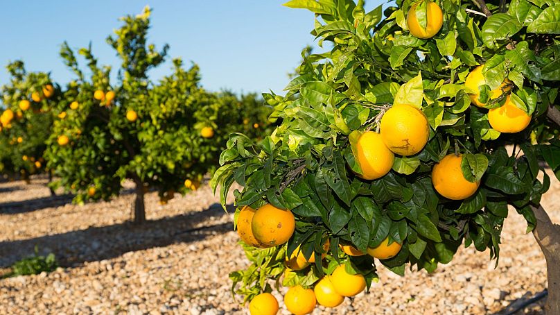 Orangers à Valence