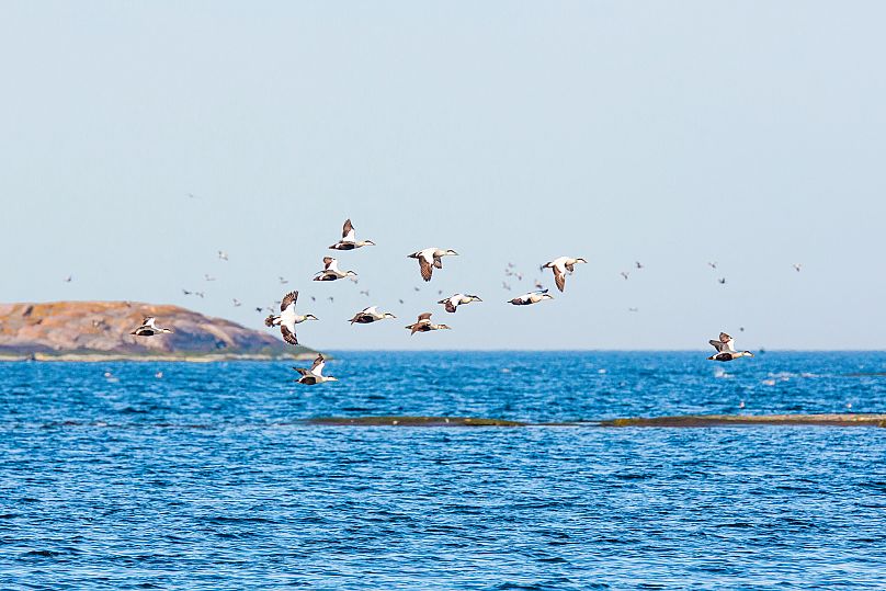 Oiseaux, mer Caspienne