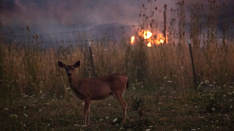 Encerclé par une clôture de barbelés, un cerf se tient debout alors qu'un incendie de forêt brûle Lakesport, en Californie, en juillet 2018.