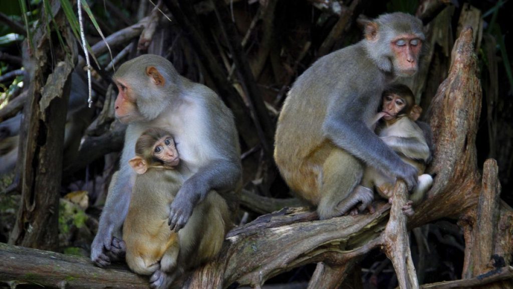 FILE- In this Sept. 17, 2013, file photo female Rhesus Macaques nurse their young along the Silver River in Silver Springs State Park in Florida.