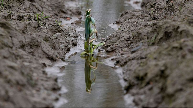 Un champ inondé en Flandre occidentale, Belgique, en février 2024