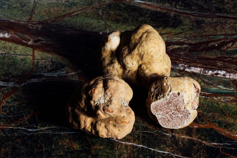 Les truffes blanches d'Alba, dans le nord de l'Italie, sont menacées par la crise climatique